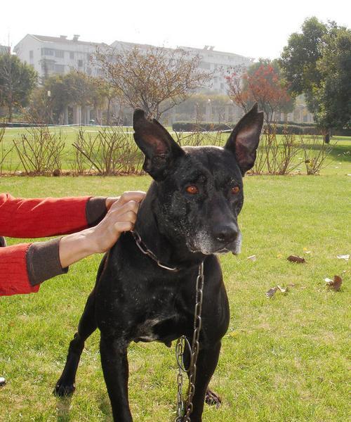 如何治疗迷你杜宾犬感冒？（预防与治疗，让你的宠物健康无忧）
