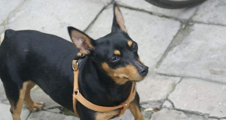 如何为你的迷你杜宾犬提供最佳的产后护理？（如何为你的迷你杜宾犬提供最佳的产后护理？）