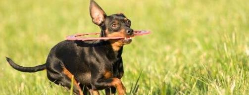 如何清洁你的迷你杜宾犬？（有效的卫生保健技巧让你的宠物更健康）