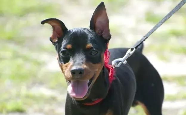 迷你杜宾犬为何喜欢吃草？（探究迷你杜宾犬吃草的原因和影响）