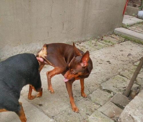 迷你杜宾犬为何喜欢吃草？（探究迷你杜宾犬吃草的原因和影响）