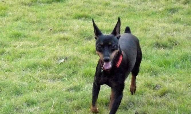 怎么解决迷你杜宾犬眼屎问题？（缓解迷你杜宾犬眼屎多的有效方法）