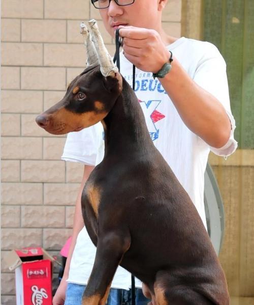 迷你杜宾犬的五种常见毛色（了解宠物迷你杜宾犬的毛色特征）