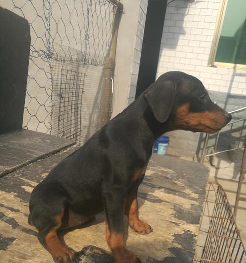 迷你杜宾犬的五种常见毛色（了解宠物迷你杜宾犬的毛色特征）