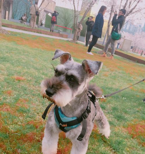 如何科学地饲养迷你雪纳瑞犬（迷你雪纳瑞犬饲养全攻略）
