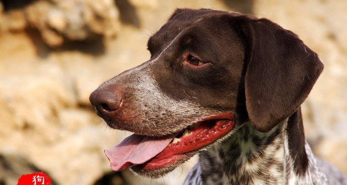 母猎狐犬的繁殖特性剖析（以宠物为主，探究母猎狐犬的繁殖规律）