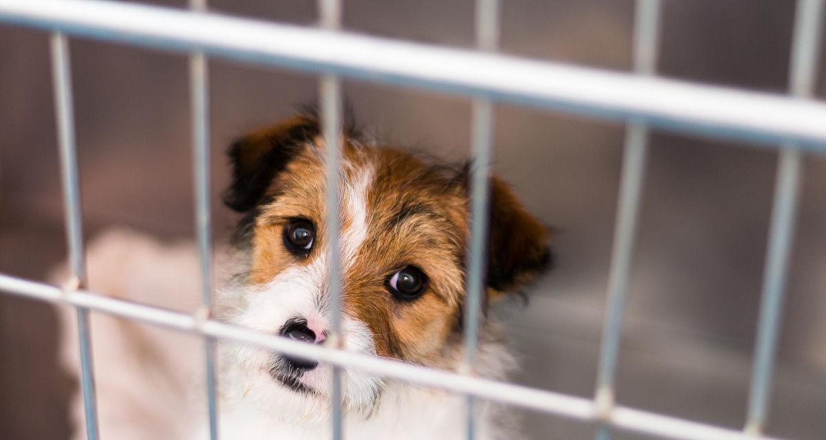 母猎狐犬的繁殖特性剖析（以宠物为主，探究母猎狐犬的繁殖规律）