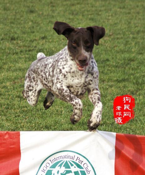 母猎狐犬的繁殖特性剖析（以宠物为主，探究母猎狐犬的繁殖规律）