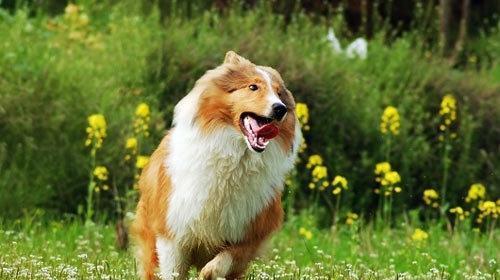 牧羊犬剪耳手术后的护理（从手术前的准备到术后的护理，全面了解如何照顾你的宠物）