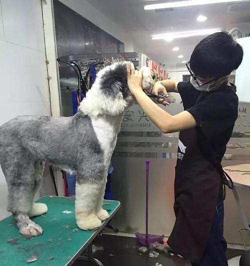 牧羊犬剪耳手术后的护理（从手术前的准备到术后的护理，全面了解如何照顾你的宠物）