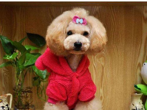哪些狗狗不适合穿衣服？（宠物保暖有技巧，多加注意！）