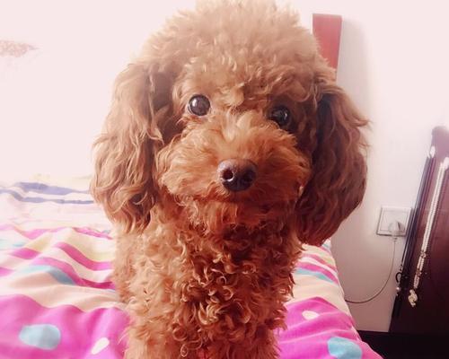 贵宾犬怀孕判断方法详解（掌握这些技巧，让你轻松判断贵宾犬是否怀孕）