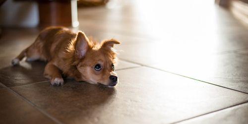 如何判断吉娃娃母犬是否怀孕？（掌握以下方法，轻松解决！）