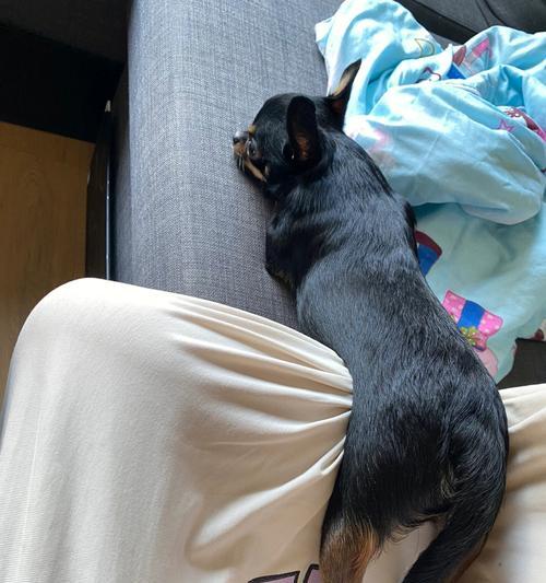 如何判断吉娃娃母犬是否怀孕？（掌握以下方法，轻松解决！）