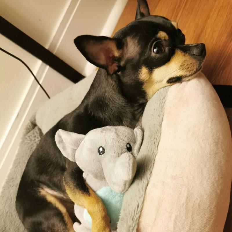 如何判断吉娃娃母犬是否怀孕？（掌握以下方法，轻松解决！）