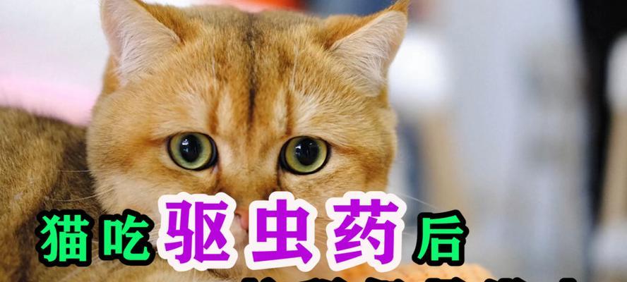 如何正确给宠物猫咪驱虫（注意事项与常见问题解答）