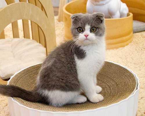 为什么宠物猫需要磨爪子？（猫咪的天性与磨爪子的重要性）
