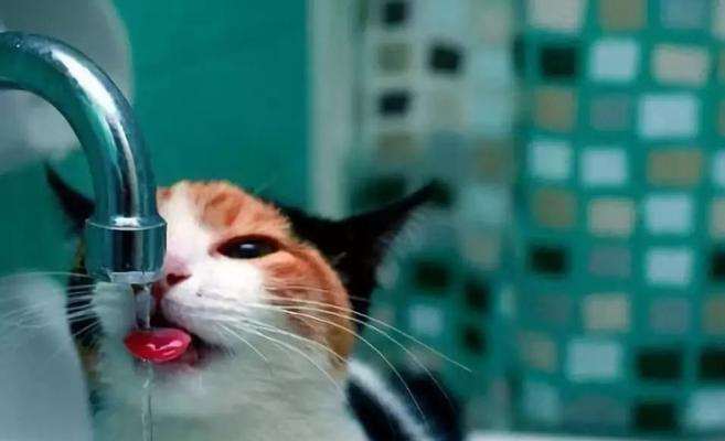 猫咪的饮水方式，让它们享受自来水（为什么猫咪也可以喝自来水？宠物喝水的技巧与注意事项）
