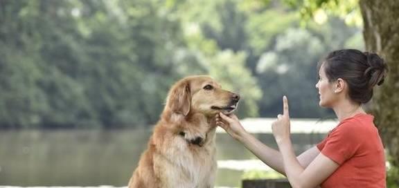 如何正确训练你的狗狗？（注意方法，打造听话宠物！）