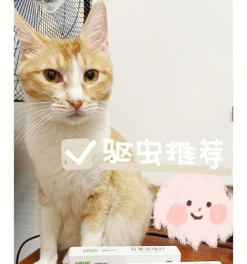 小猫体内驱虫指南（宠物健康必备，了解体内驱虫的重要性）