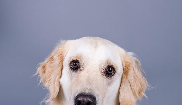 狗狗眼部健康全攻略（宠物家庭必备，如何保护狗狗的眼睛）