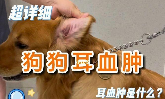 爱护宠物，从耳朵健康开始（狗狗的耳朵健康，这些需要注意）