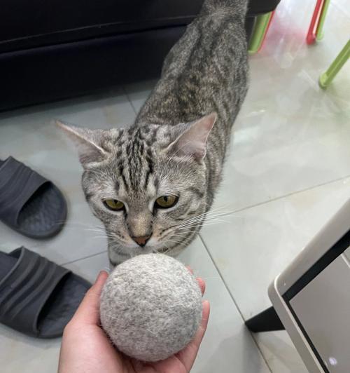 猫咪的毛球问题，如何有效预防和处理（了解猫咪的毛球问题，给宠物更好的呵护）