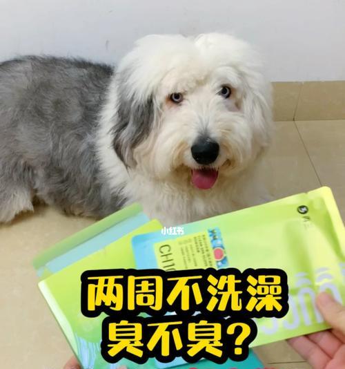 狗狗清洁护理，让爱宠更健康（15个实用技巧，帮你打造爱宠专属的清洁计划）