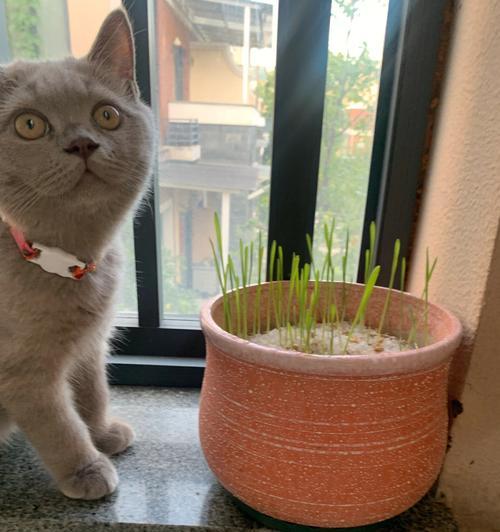 猫草的重要性——让你的宠物猫健康快乐（为什么平常一定要让猫咪吃猫草？——猫咪的健康需要它）