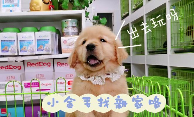 如何科学护理金毛犬宝宝？（宠物主人必看！金毛犬养护从入门到精通）