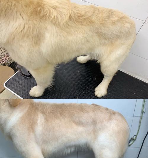 如何科学护理金毛犬宝宝？（宠物主人必看！金毛犬养护从入门到精通）