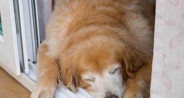 如何科学护理金毛犬宝宝？（宠物主人必看！金毛犬养护从入门到精通）