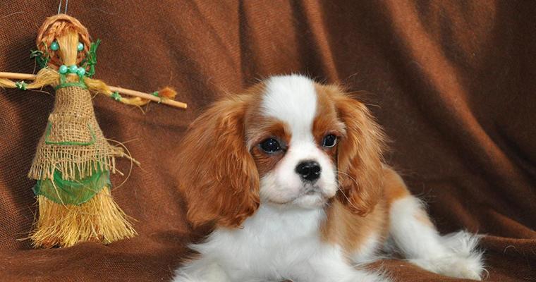 《如何正确饲养骑士查理王猎犬》（掌握这些养犬技巧，让你的爱宠健康快乐）