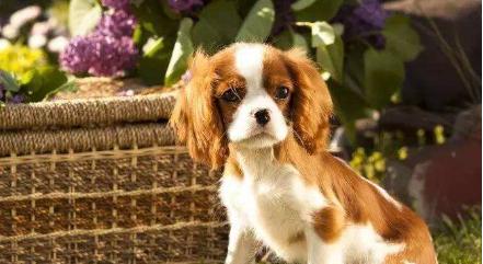 《如何正确饲养骑士查理王猎犬》（掌握这些养犬技巧，让你的爱宠健康快乐）