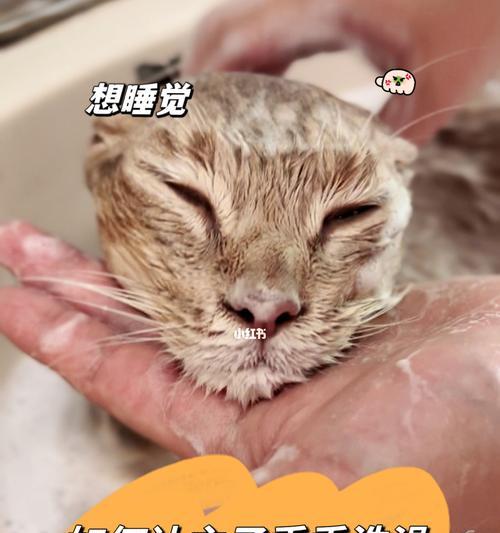 让宠物舒适又安全，万不可强迫猫咪洗澡（从保护猫咪健康和幸福出发，正确对待洗澡问题）