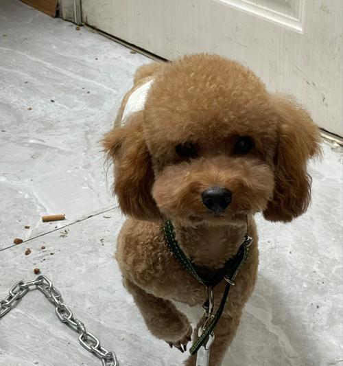 为什么狗狗经常走丢？（探究狗狗走丢的原因及如何避免）