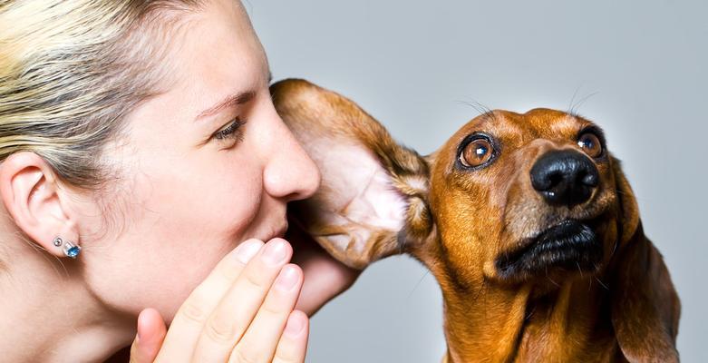 如何正确清洁你的宠物犬（注意这几个方面，让你的狗狗健康又干净）