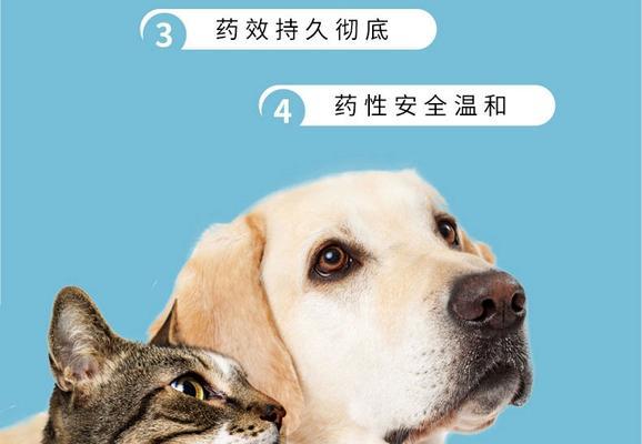 提供狗狗最佳清洁和护理，让你的宠物健康快乐（提供狗狗最佳清洁和护理，让你的宠物健康快乐）