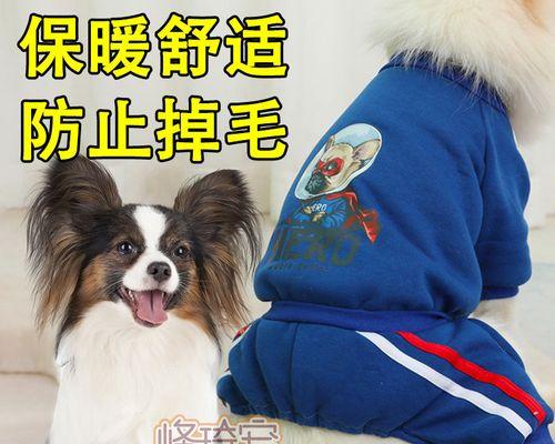 秋季宠物健康防护指南（关爱宠物健康，让秋季更美好）