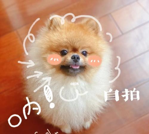 秋季养宠必备，给狗狗做好防寒工作（从饮食、住所到日常护理，全方位呵护你的狗狗）