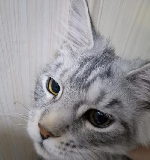 秋季猫咪感冒预防全攻略（15个小贴士让宠物猫远离感冒）