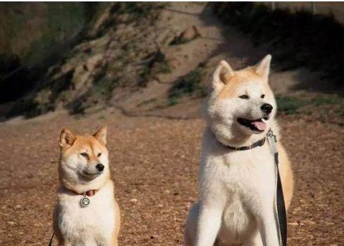 打造亲近无间的秋田犬“过来”训练（秋田犬教育的关键在于建立主人与宠物之间的信任和互动）