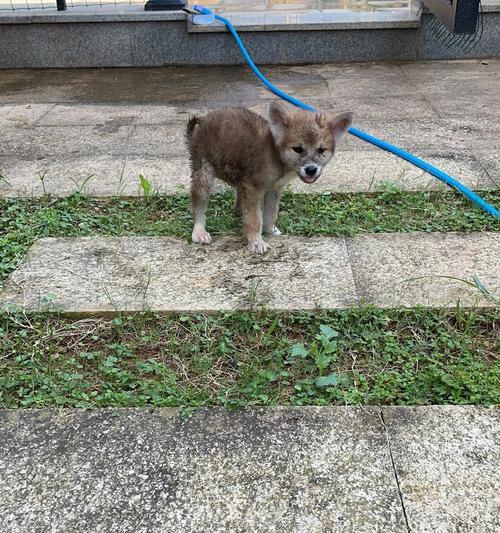 如何训练秋田犬胆子（以秋田犬为例，让你的宠物不再胆小）