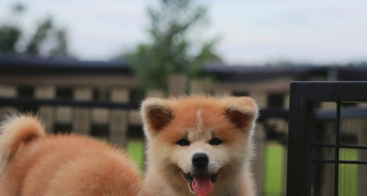 如何训练秋田犬胆子（以秋田犬为例，让你的宠物不再胆小）