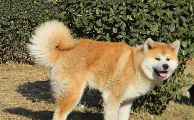 秋田犬的饲养护理知识详解（以宠物为主，让您的秋田犬健康快乐成长）
