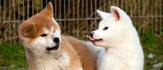 秋田犬的温驯与忠诚（探究日本国宝级犬种的魅力与特点）