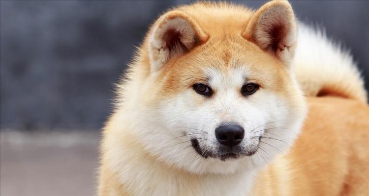 秋田犬的温驯与忠诚（探究日本国宝级犬种的魅力与特点）