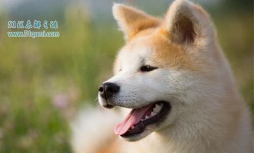 秋田犬的温驯与忠诚（探究日本国宝级犬种的魅力与特点）