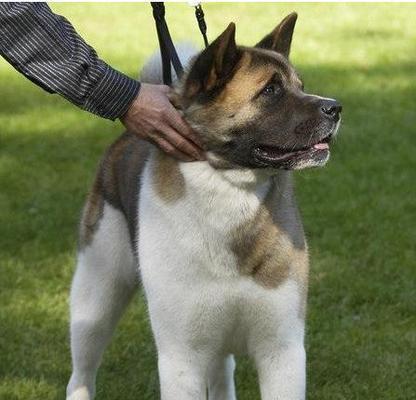 秋田犬缺钙怎么办？（宠物补钙必备，详解如何为秋田犬补钙）
