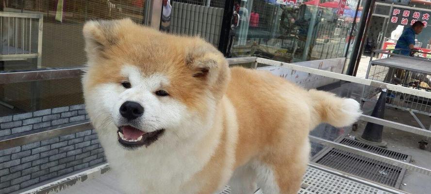 秋田犬使用清洁剂的危害（了解清洁剂对宠物健康的影响）